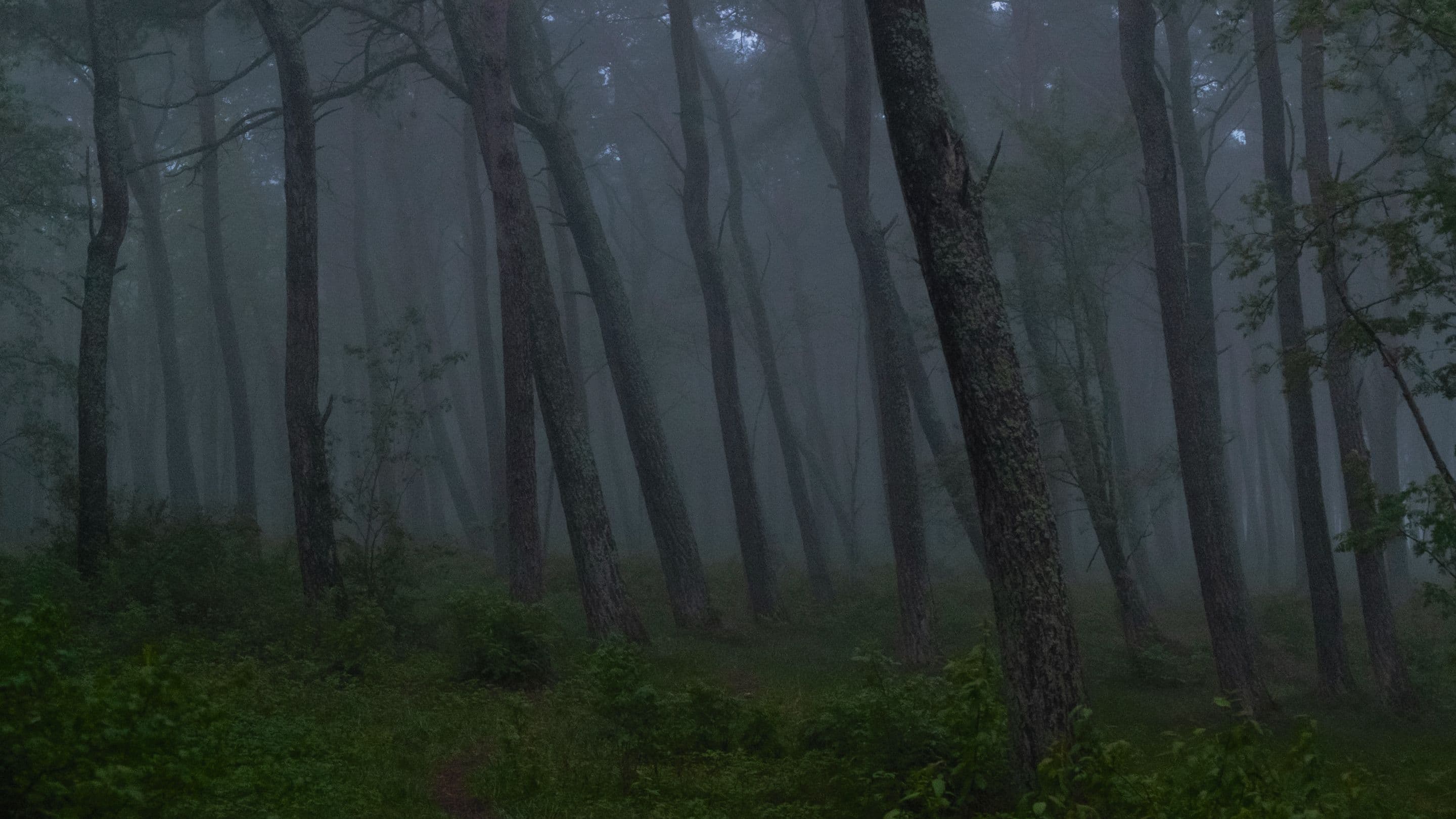 !_header_4.jpg