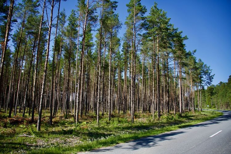 Forest, Arbonics