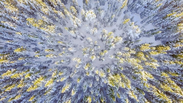 Snowy forest, Arbonics