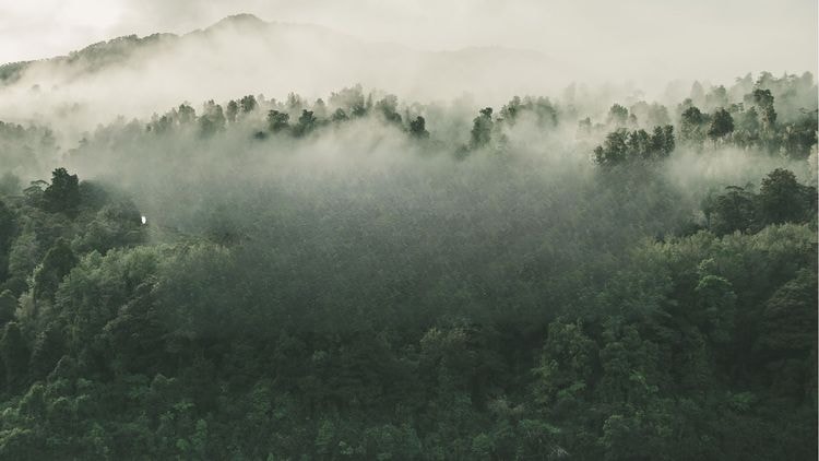 Forest, Arbonics