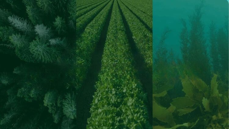 Nature-based solutions, Arbonics