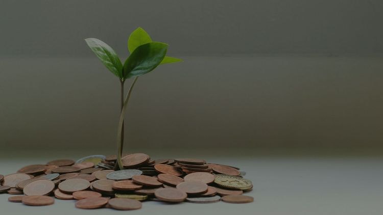 Tree growing on coins