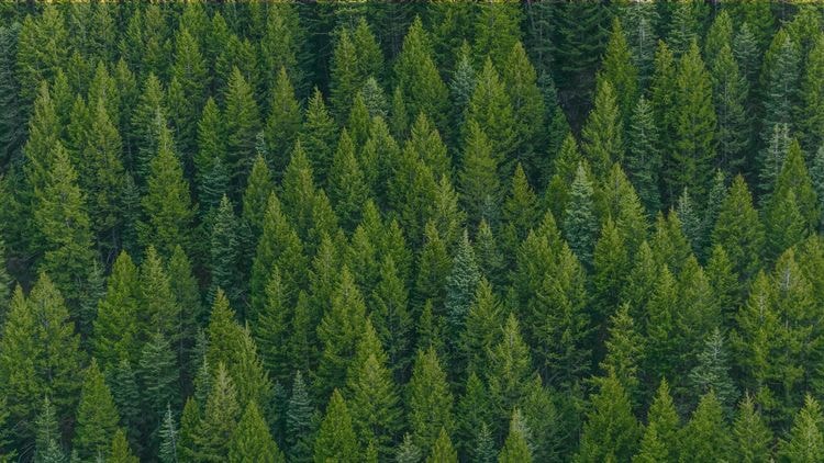Forest, Arbonics