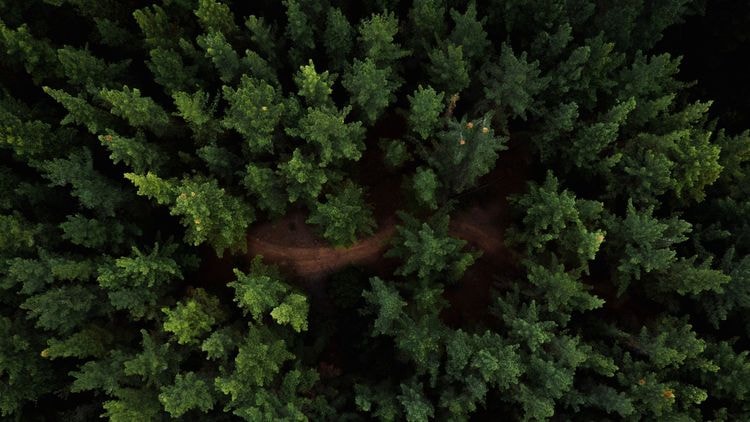 Forest, Arbonics