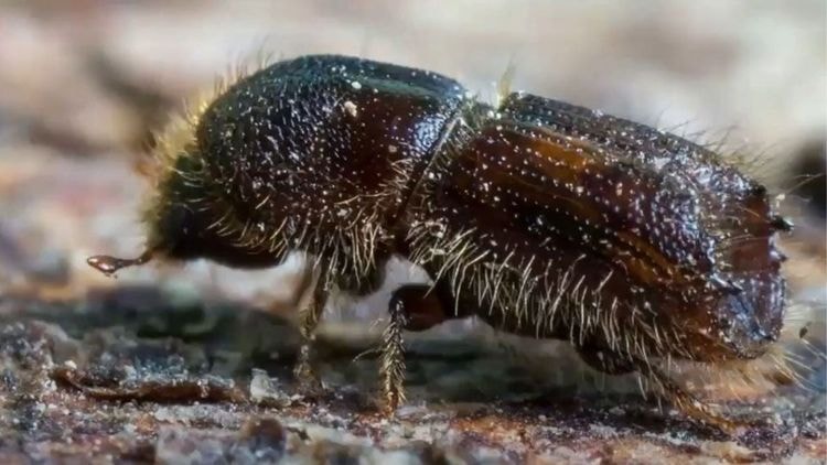 European Spruce Bark Beetle