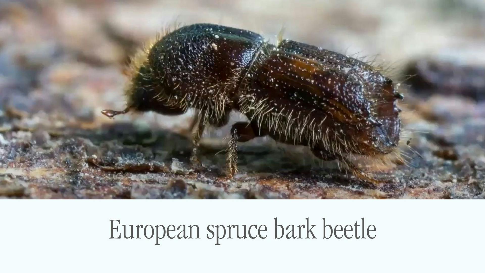 European spruce bark beetle