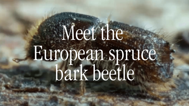 European Spruce Bark Beetle.png