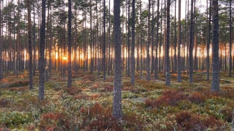 Pine forest in sunset