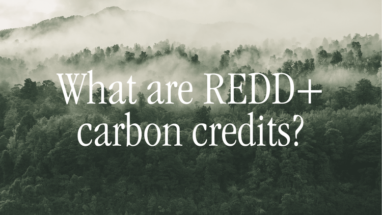 What Are Redd+ Carbon Credits.png