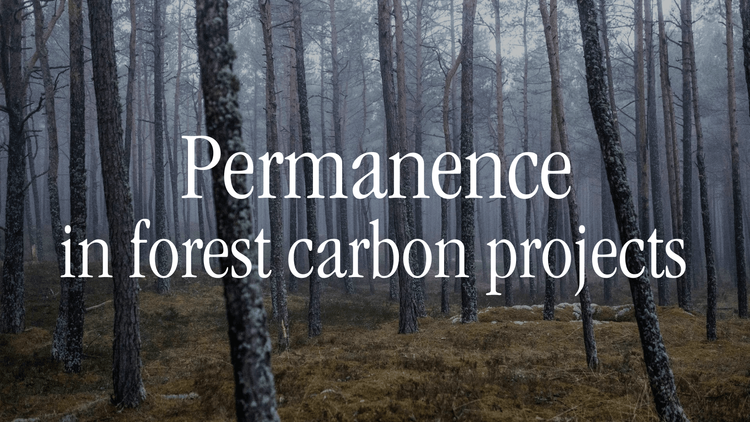 permanence in forest carbon projects.png