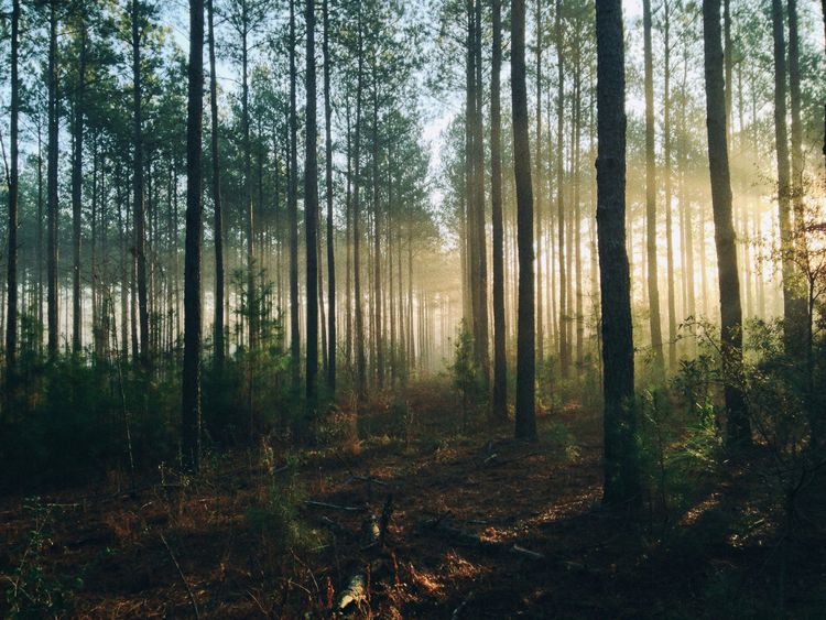 Forest, Arbonics